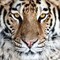 Bengal Tiger Eyes Poster Print by C. Thomas McNemar - Item # VARPDXPSMNR144